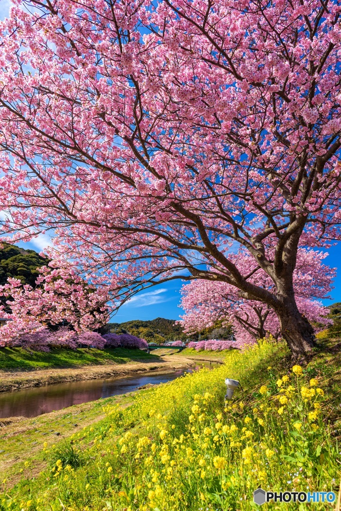 静岡県・南伊豆の河津桜と菜の花 3