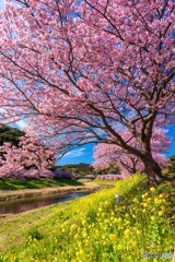 静岡県・南伊豆の河津桜と菜の花 3