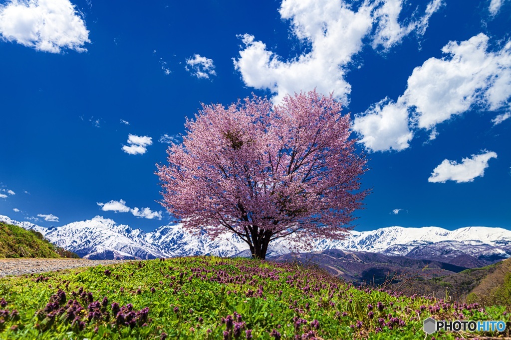 長野県・野平の一本桜 2