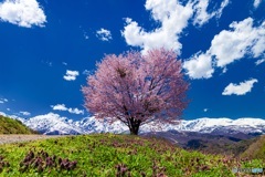 長野県・野平の一本桜 2