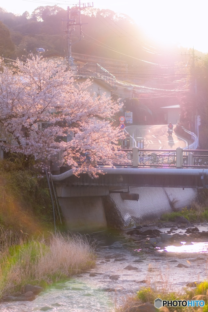 神奈川県・湯河原の桜 4