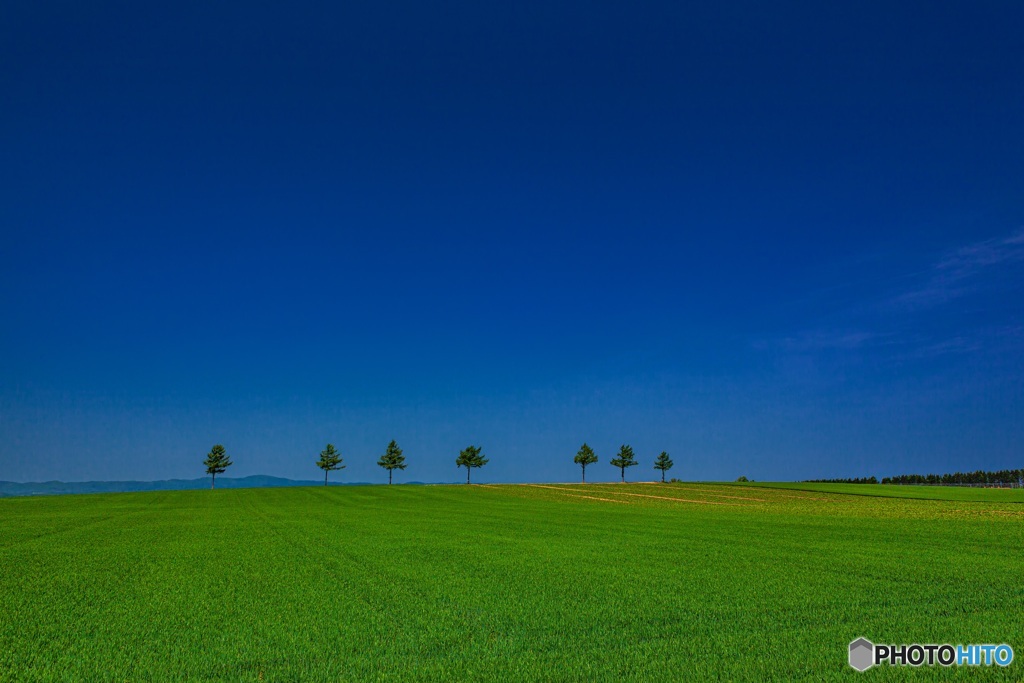 北海道・大空町 初夏のメルヘンの丘の風景