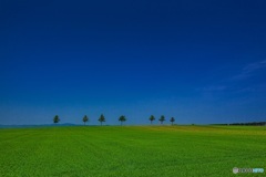 北海道・大空町 初夏のメルヘンの丘の風景