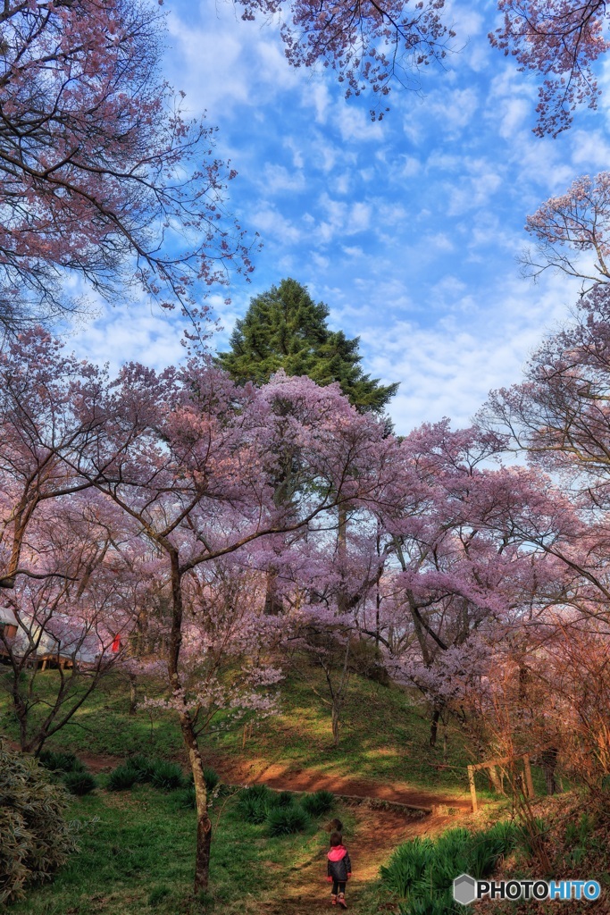 長野県・高遠城址公園 1