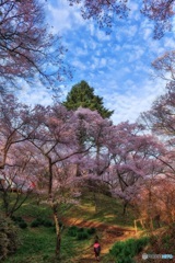 長野県・高遠城址公園 1