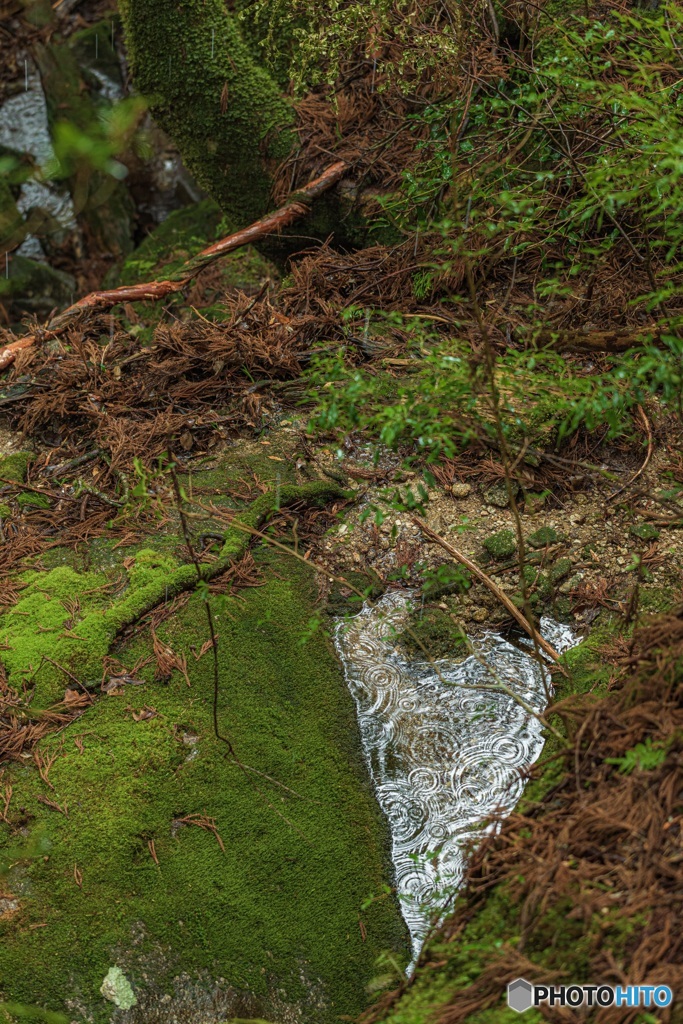 鹿児島県・屋久島の森 2