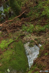 鹿児島県・屋久島の森 2