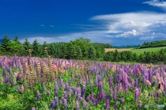 北海道・上富良野町 初夏の花畑 13
