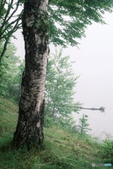 長野県・霧の女神湖（初夏） 1