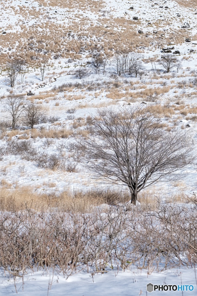 長野県・冬の霧ヶ峰の風景 1