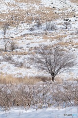 長野県・冬の霧ヶ峰の風景 1