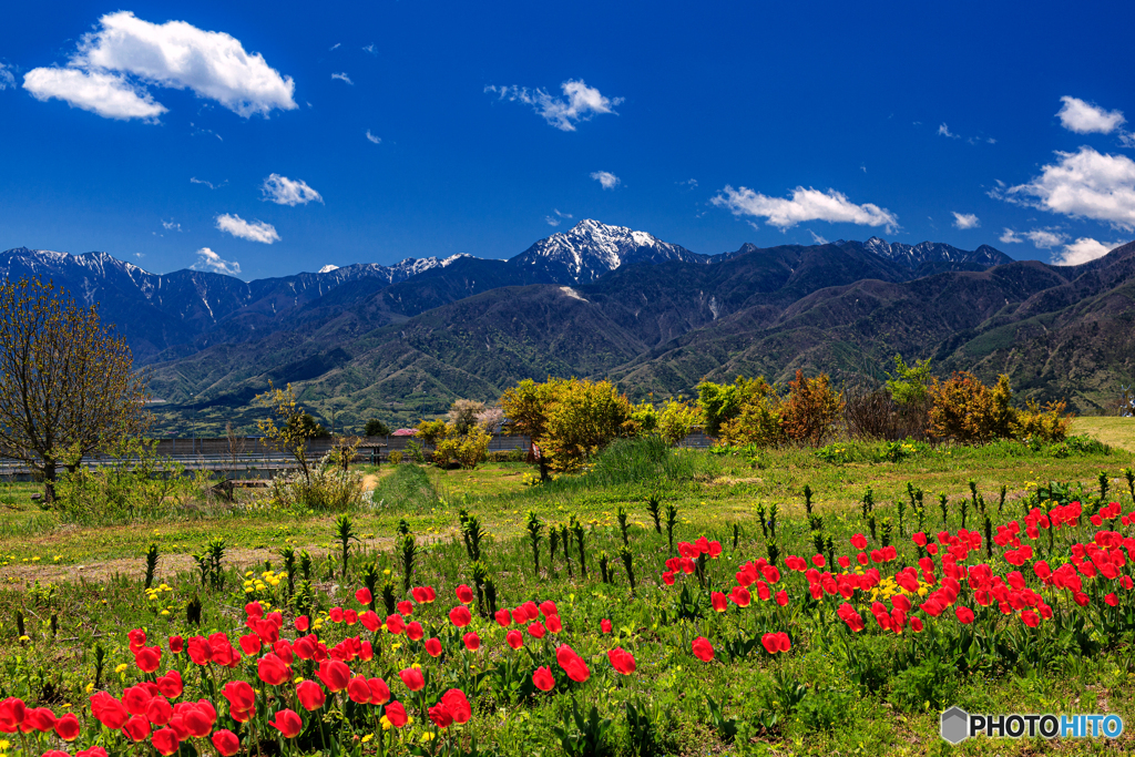山梨県・小淵沢で眺める甲斐駒ヶ岳とチューリップの風景