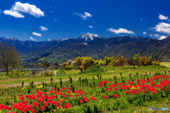 山梨県・小淵沢で眺める甲斐駒ヶ岳とチューリップの風景