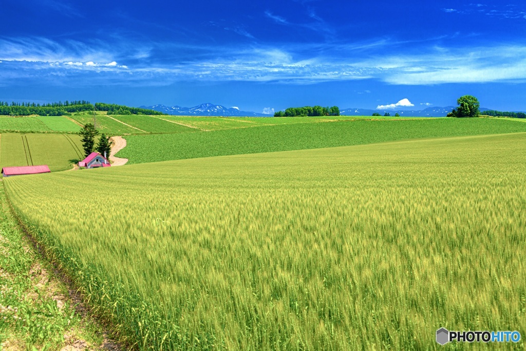 北海道・美瑛町 夏の丘の風景 1