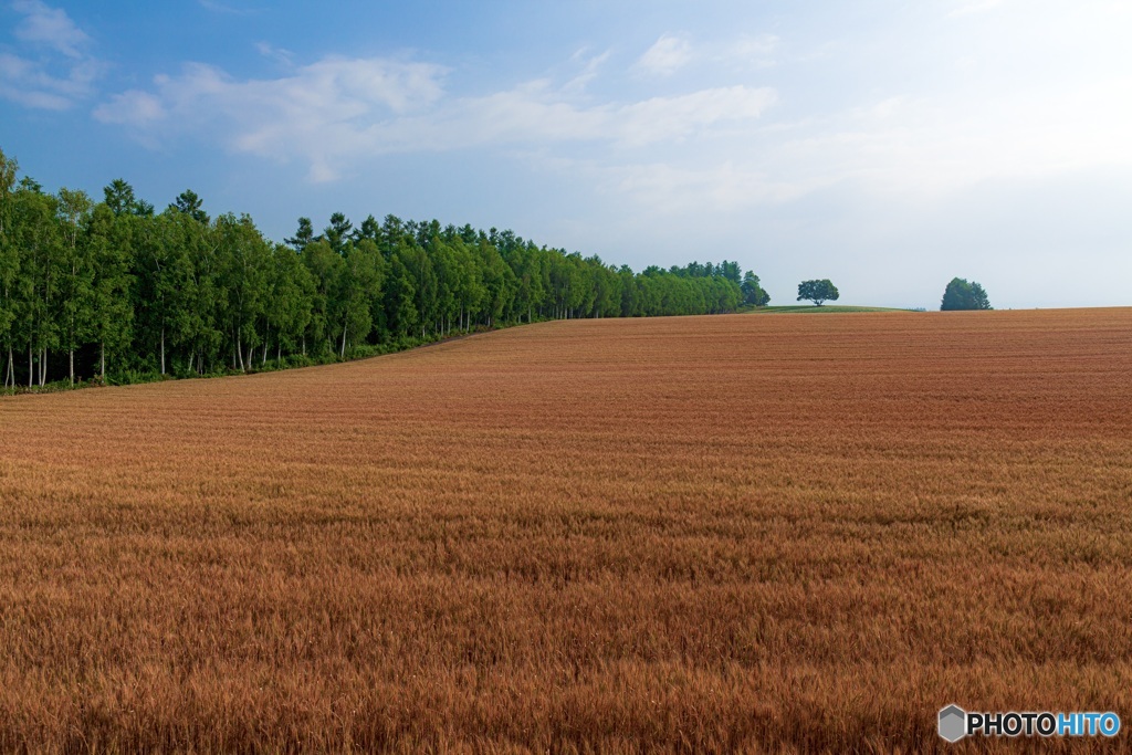 北海道・美瑛町 夏の美瑛の丘 10