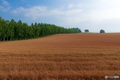 北海道・美瑛町 夏の美瑛の丘 10
