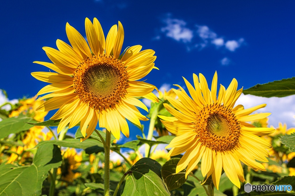 山梨県・明野のひまわり畑 9