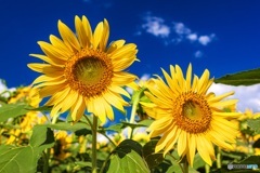 山梨県・明野のひまわり畑 9