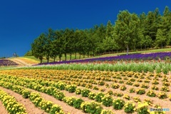 北海道・上富良野町 夏の花畑 4