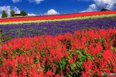 北海道・秋のかんのファーム 4