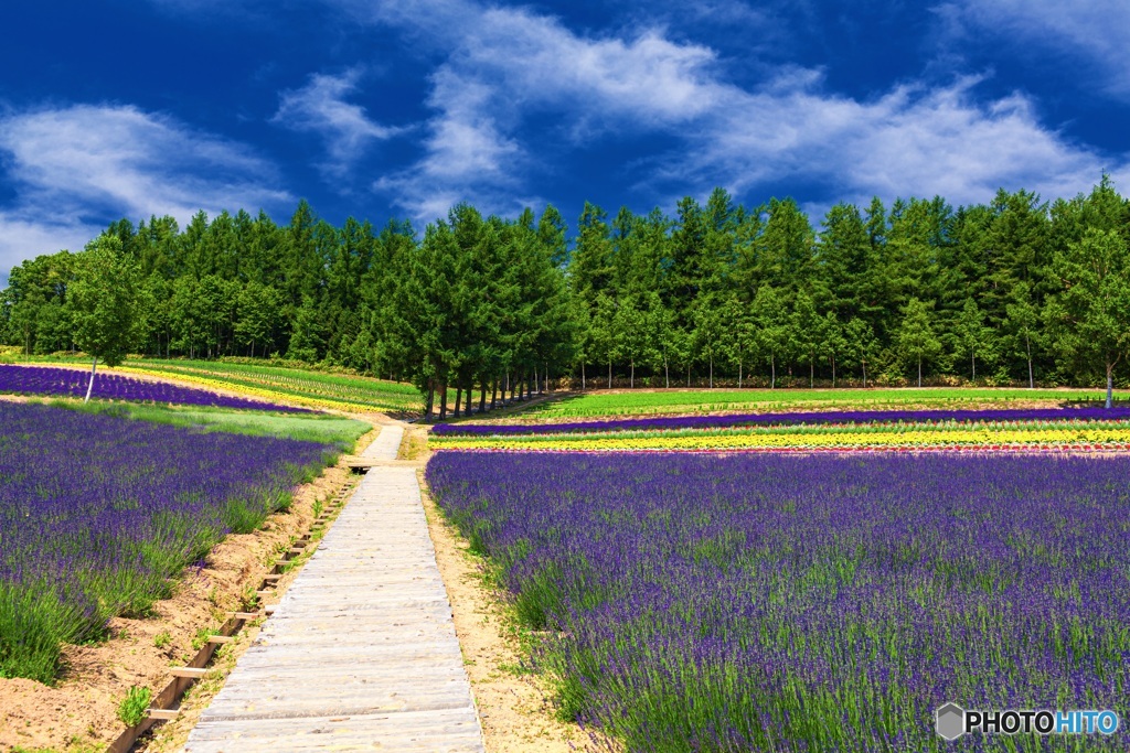 北海道・上富良野町 夏の花畑 3