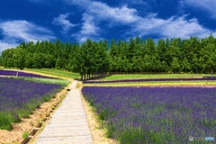 北海道・上富良野町 夏の花畑 3