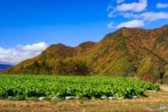 長野県・秋の川上村の風景 2