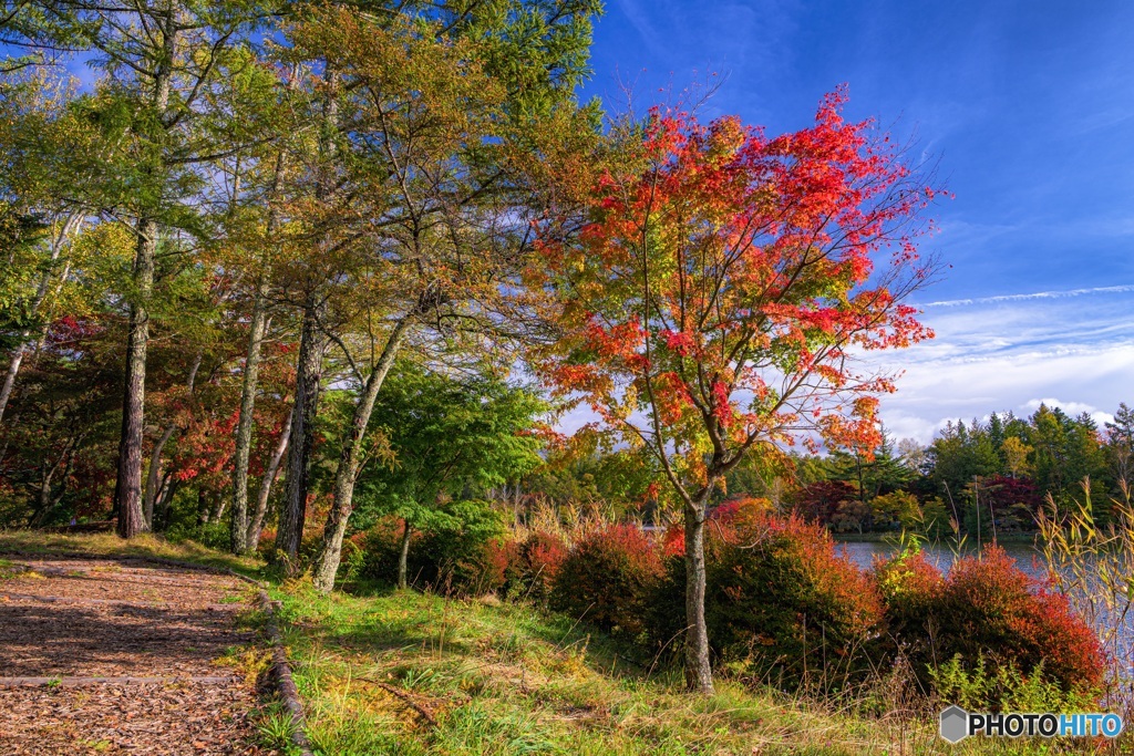 長野県・蓼科湖の紅葉 7