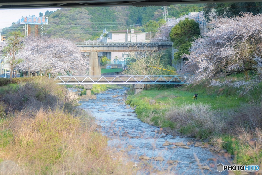 神奈川県・湯河原の桜 3