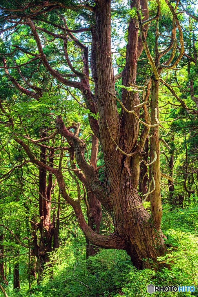 山形県・幻想の森の風景 3