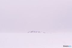 北海道・中標津町 雪の丘