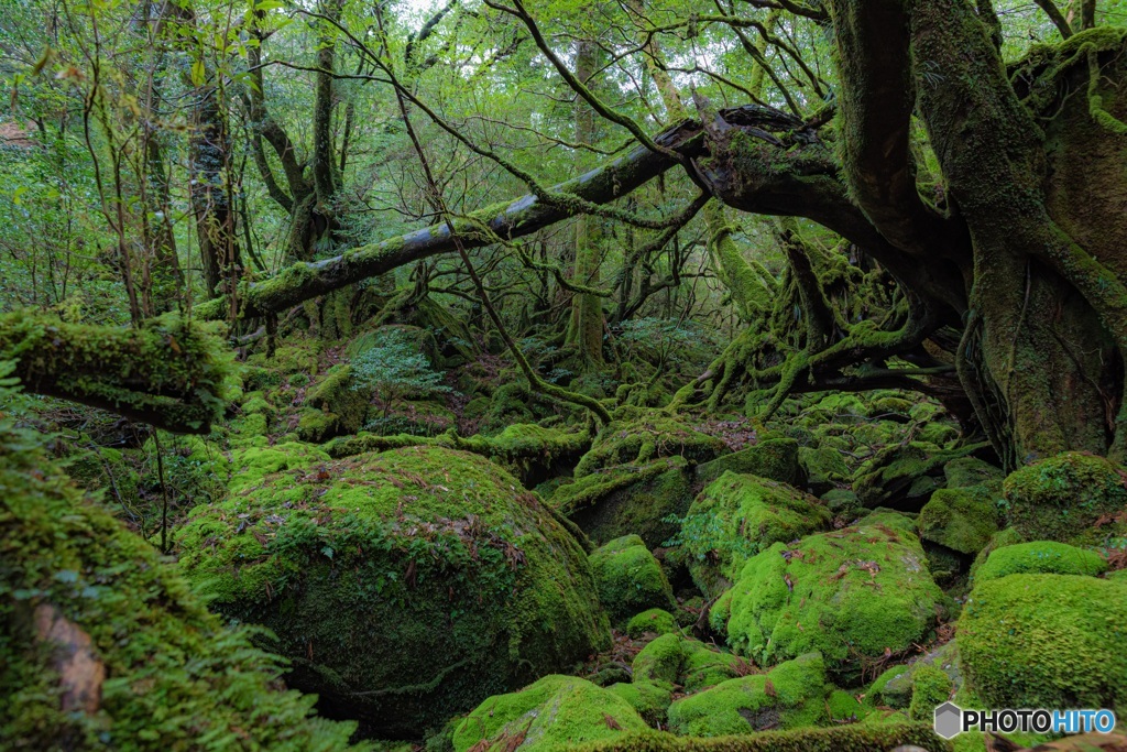 鹿児島県・屋久島の森 3