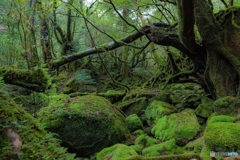 鹿児島県・屋久島の森 3