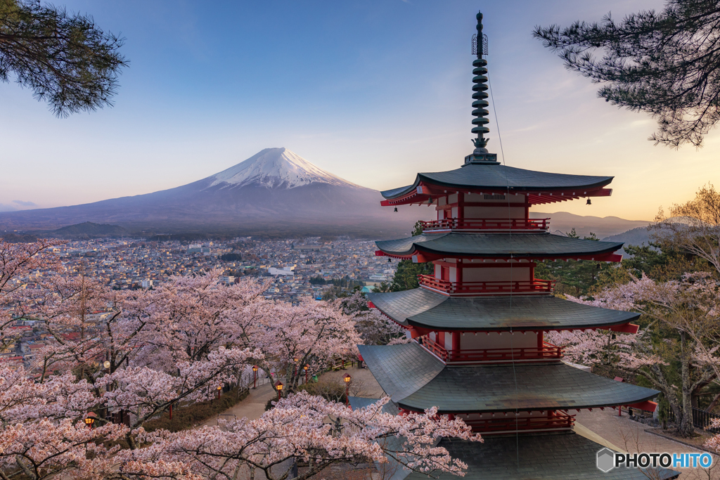 山梨県・富士吉田市 新倉山浅間神社の富士山と桜