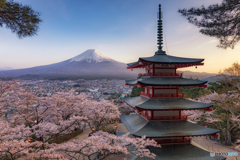 山梨県・富士吉田市 新倉山浅間神社の富士山と桜