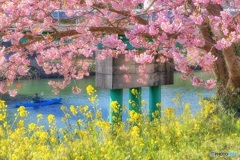 静岡県・南伊豆町 河津桜と菜の花