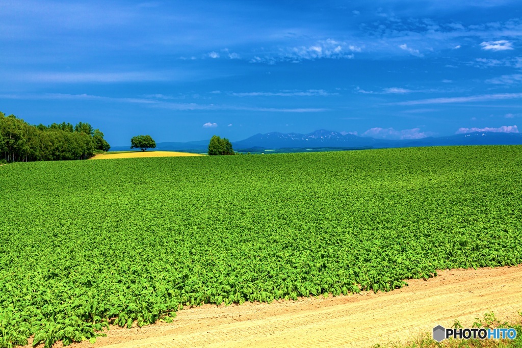 北海道・美瑛町 夏の丘の風景 2