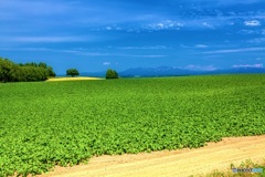 北海道・美瑛町 夏の丘の風景 2