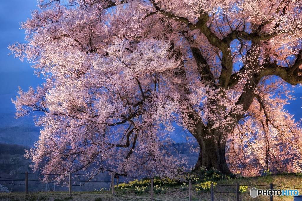 山梨県・韮崎市 わに塚の一本桜のライトアップ 4