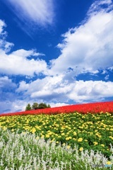 北海道・秋のかんのファーム 2