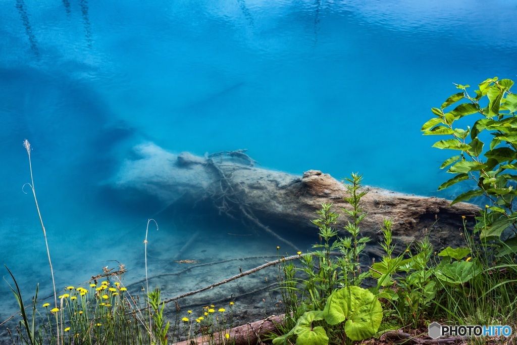 北海道・美瑛町 青い池