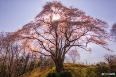 埼玉県・鉢形城址の大桜 3