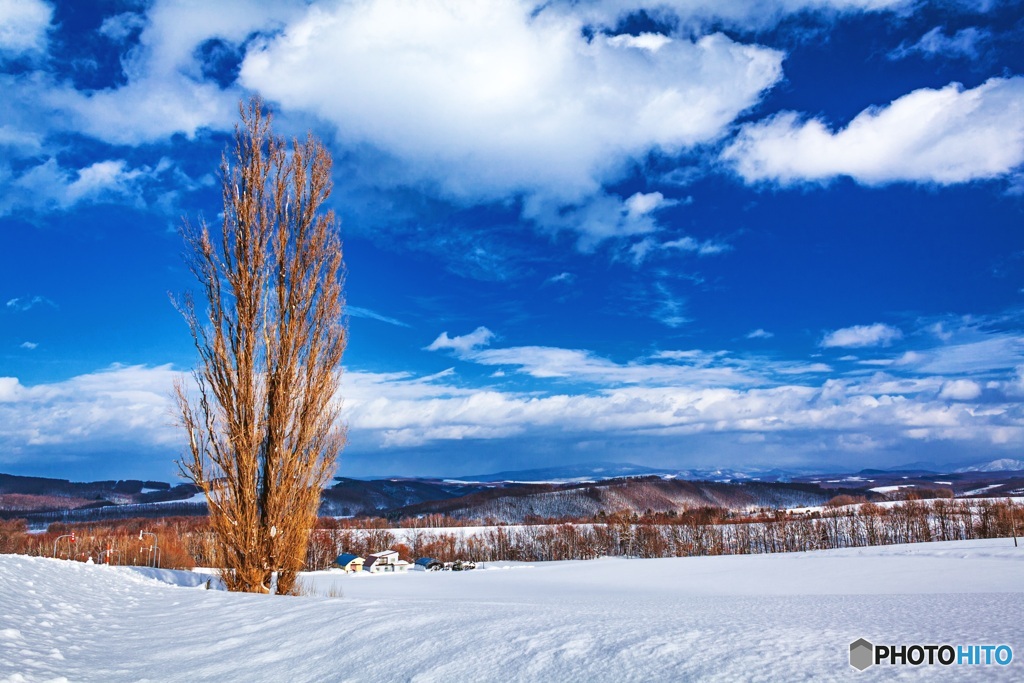 北海道・美瑛町 冬のケンとメリーの木 1