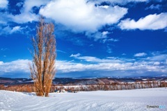 北海道・美瑛町 冬のケンとメリーの木 1