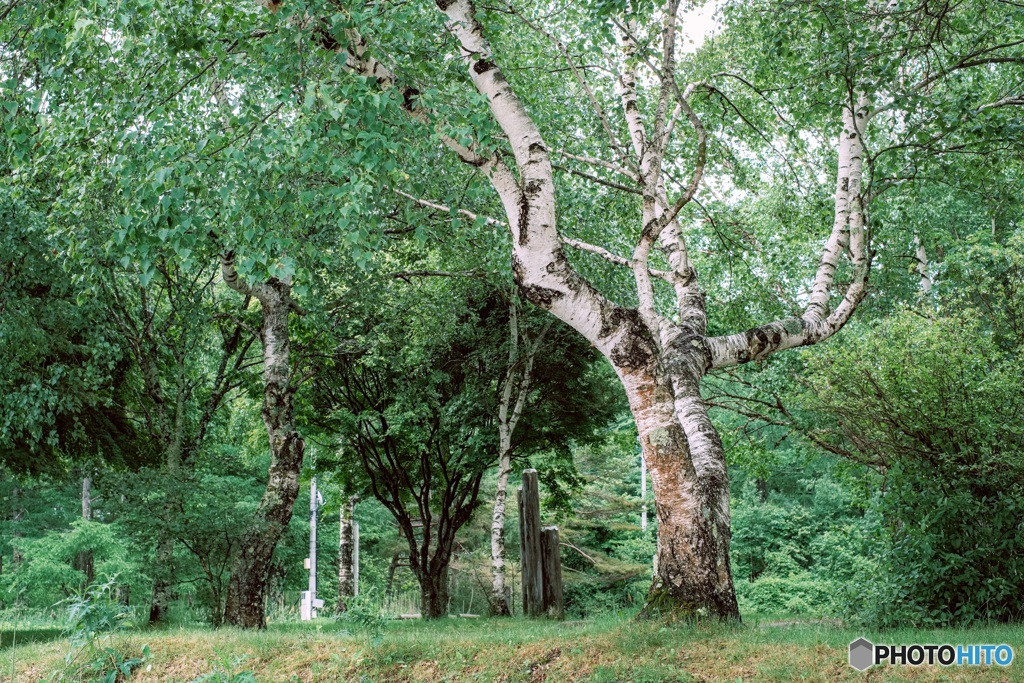 長野県・女神湖_新緑の白樺