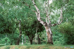 長野県・女神湖_新緑の白樺