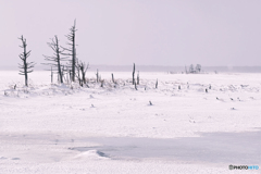 北海道・別海町 雪降る冬の野付半島の風景