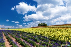 北海道・上富良野町 夏のかんのファーム