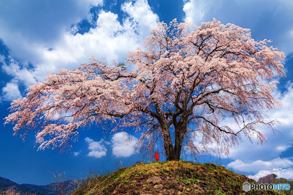 群馬県・上発地のシダレザクラ 2