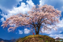 群馬県・上発地のシダレザクラ 2
